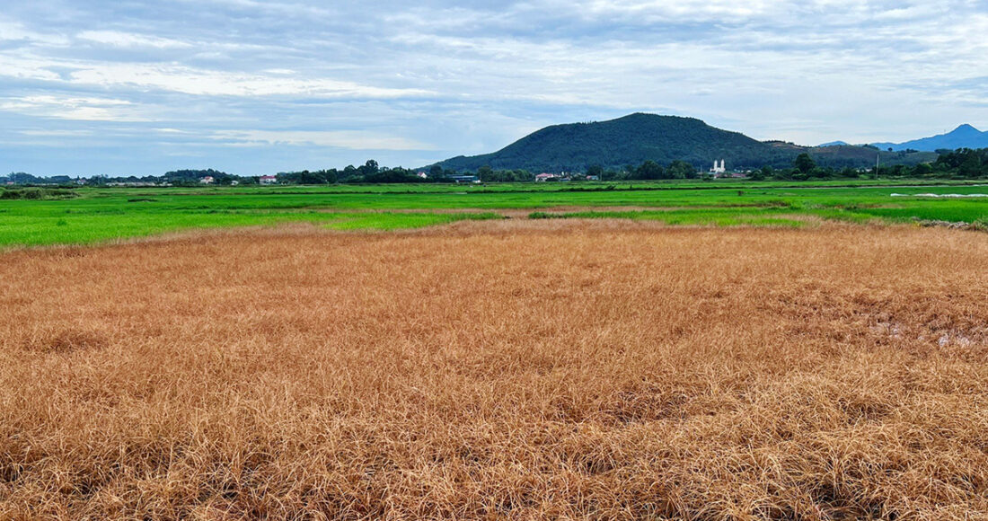 Nhiều diện tích lúa của người dân xã Gia Hanh cháy vàng do nhiễm dầu hôm 2/7. Ảnh:Đức Hùng