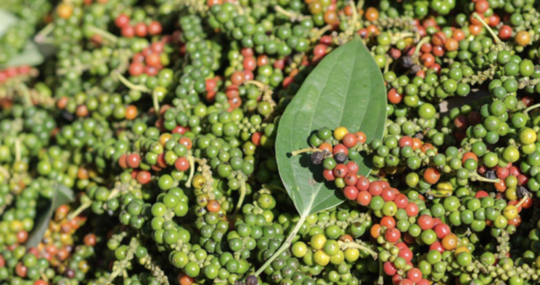 Hạt tiêu tại nhà vườn ở Tây Nguyên: Ảnh: Nhân vật cung cấp