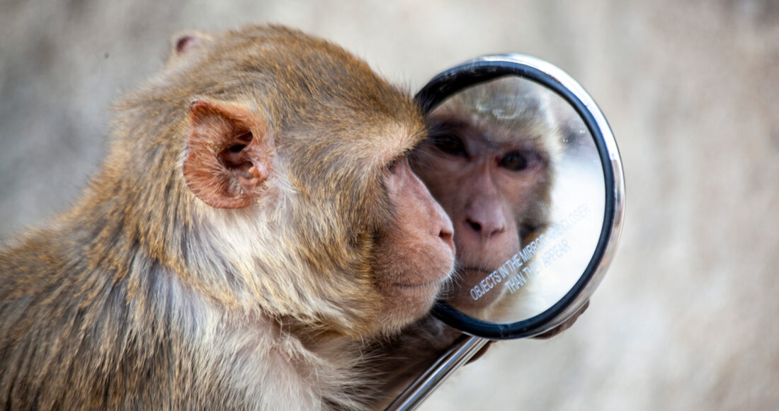 Một con khỉ đang nhìn vào gương tại khu đền ở Jaipur, Ấn Độ. Ảnh: Ayse Topbas