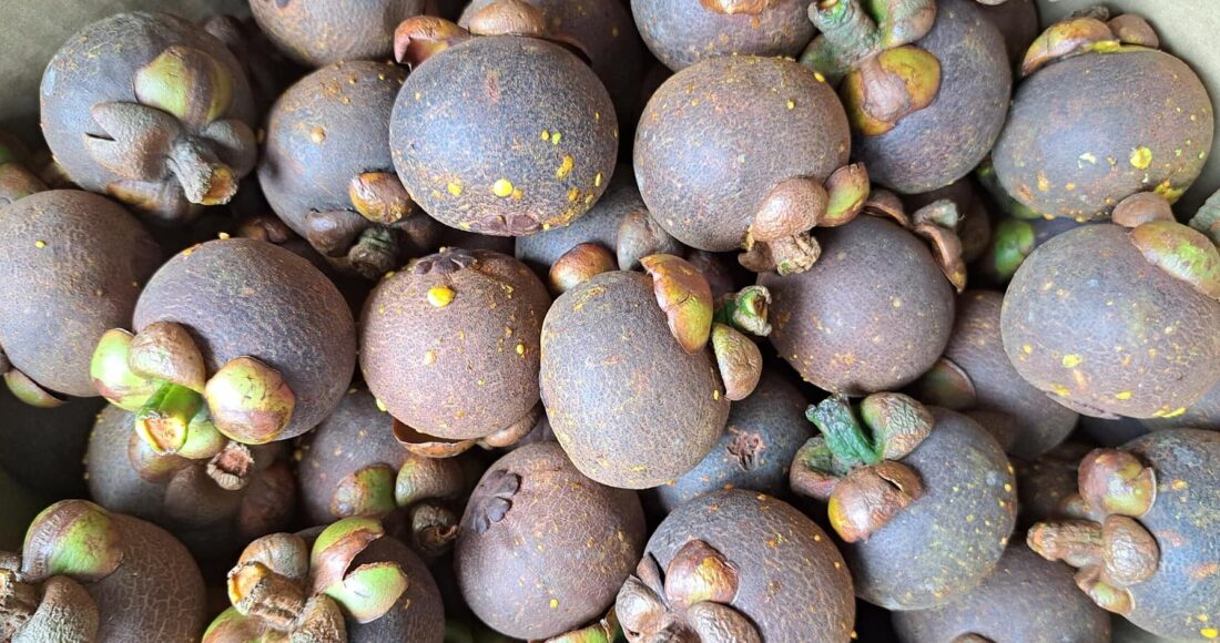 Măng cụt Lái Thiêu được bán trên các chợ online với giá sỉ 115.000 đồng 3 kg. Ảnh: Nhân vật cung cấp