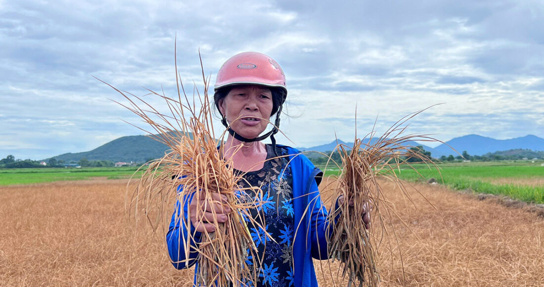 Bà Tân nhổ các cây lúa héo khô từ ruộng lên để vứt bỏ. Ảnh: Đức Hùng