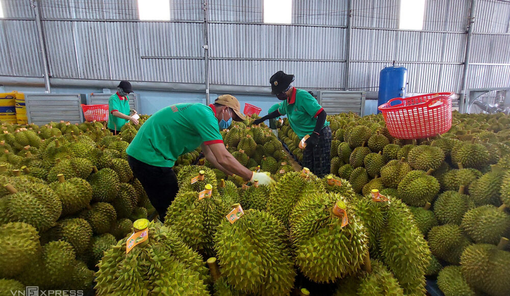 Nhân viên kiểm tra sầu riêng tại kho để chuẩn bị xuất khẩu. Ảnh: Linh Đan