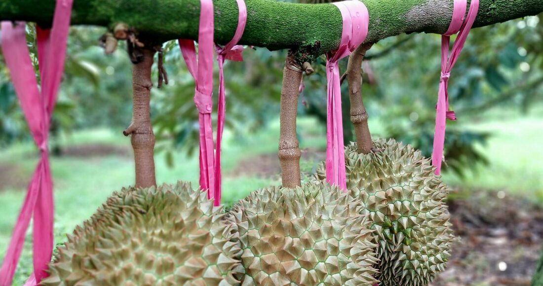 Sầu riêng tại vườn của Công ty cổ phần Hoàng Anh Gia Lai. Ảnh: Thi Hà