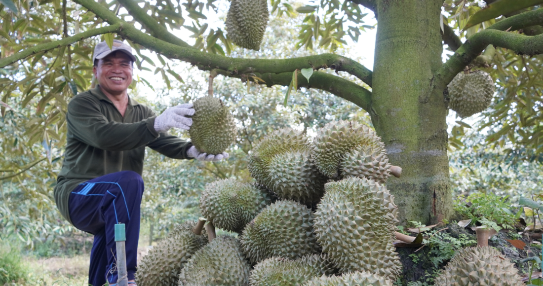 Thu hoạch sầu riêng nghịch vụ tại thị xã Cai Lậy, Tiền Giang. Ảnh: Hoàng Nam