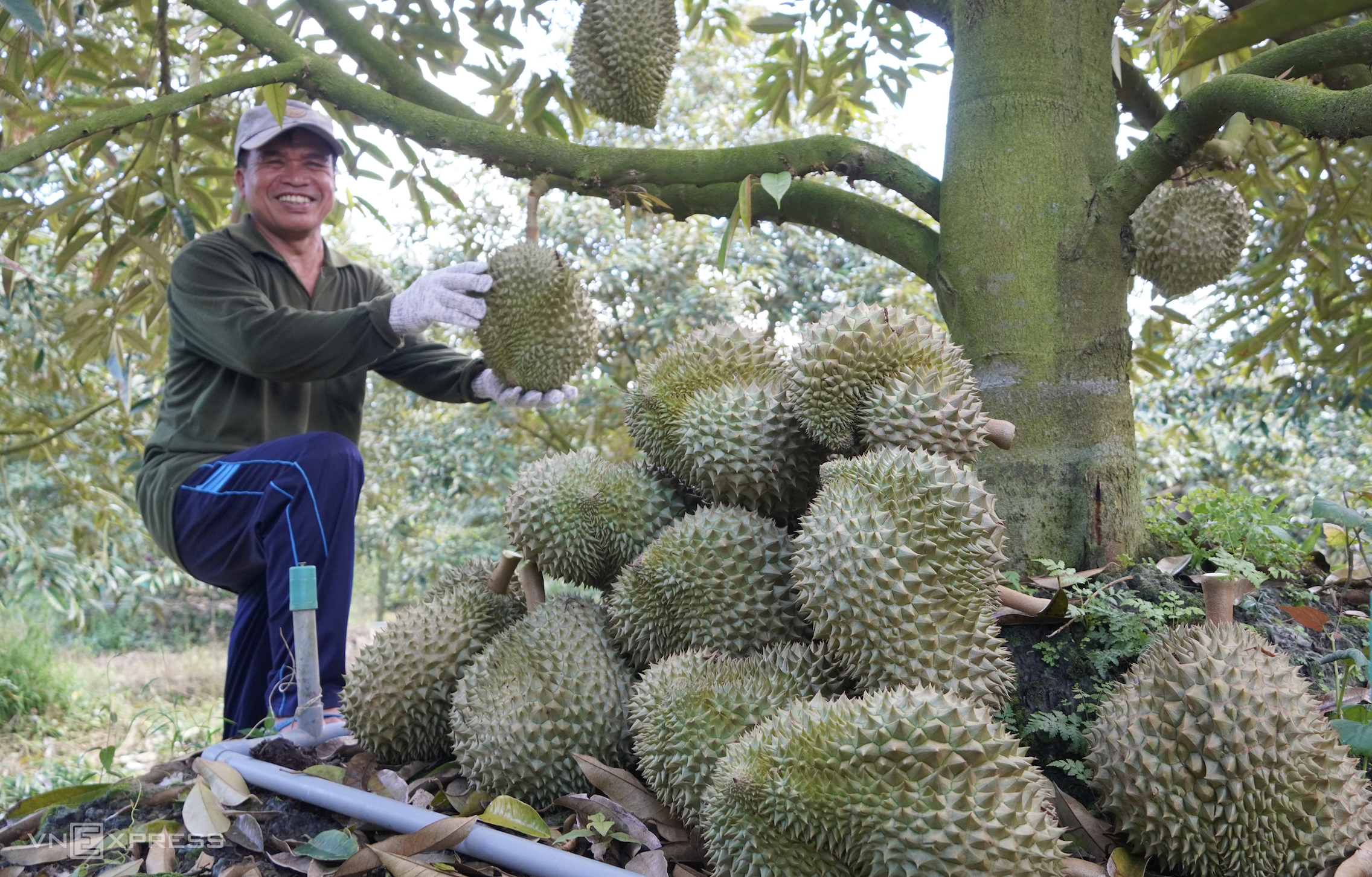 Thu hoạch sầu riêng nghịch vụ tại thị xã Cai Lậy, Tiền Giang. Ảnh: Hoàng Nam