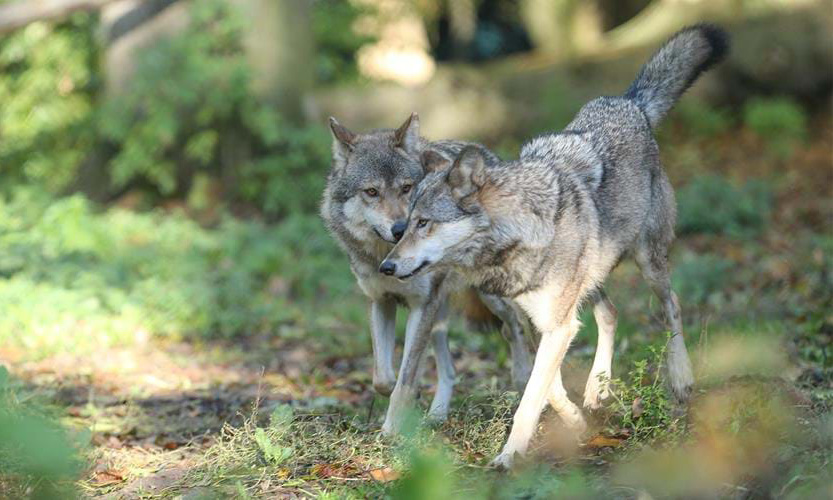 Sói xám châu Âu gây tranh cãi. Ảnh: Aspinall Foundation