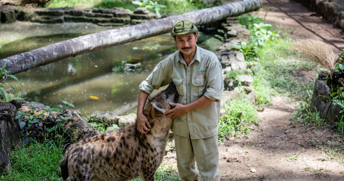 Một nhân viên của Thảo Cầm Viên đang chăm sóc con linh cẩu châu Phi, tháng 9/2019. Ảnh: Thành Nguyễn