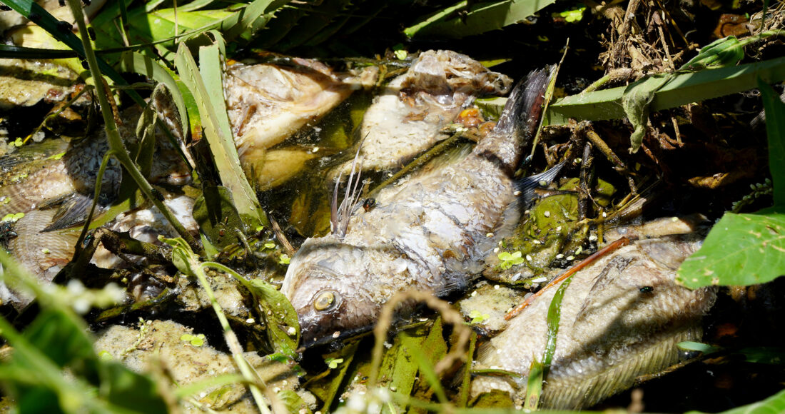 Xác cá chết nổi đầy trên dòng khe Sào. Ảnh: Lê Hoàng