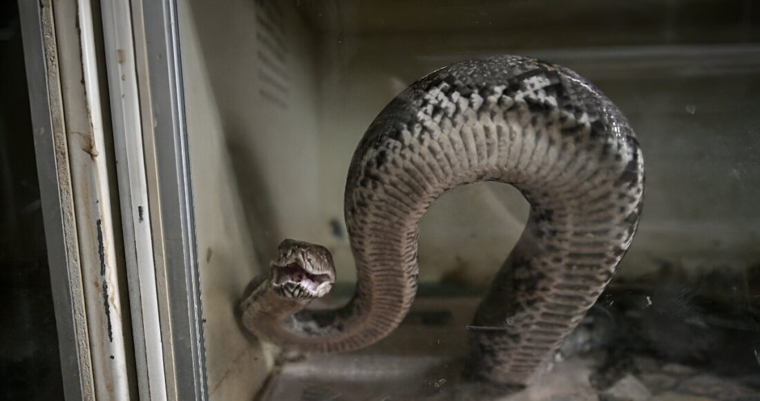 Trăn nuôi trong trang trại hiện nay chủ yếu phục vụ cung cấp da. Ảnh: AFP