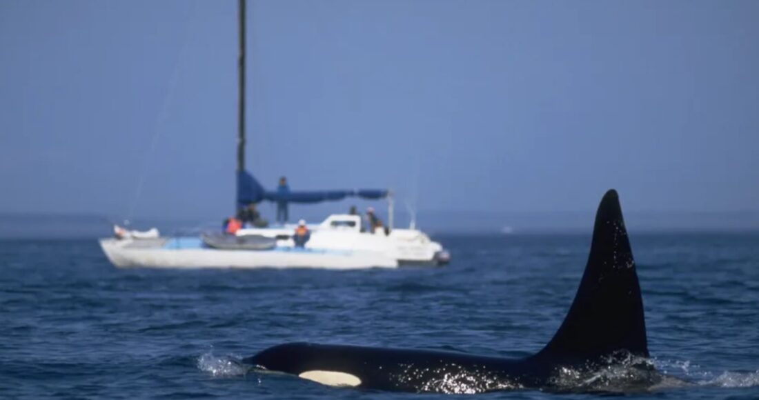 Các nhà nghiên cứu chưa rõ quần thể cá voi sát thủ nào ở châu Âu đứng sau tai nạn gần đây ở Brittany. Ảnh: Stuart Westmorland