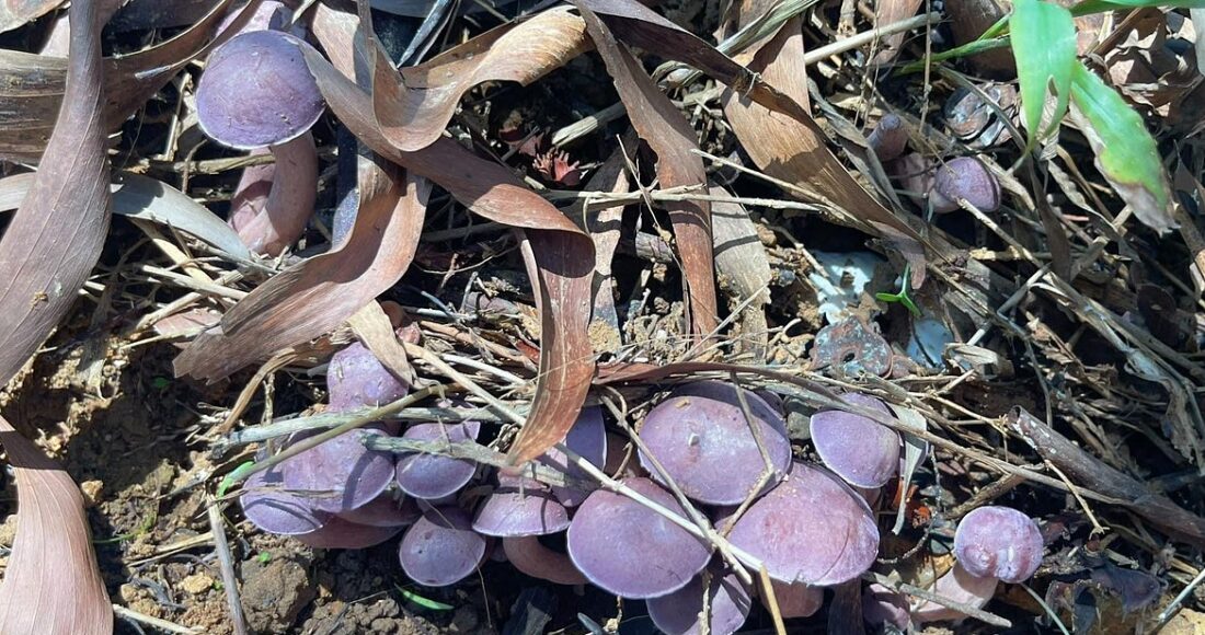 Cụm nấm tràm mọc dưới lớp lá khô, màu tím, tròn và nhỏ. Ảnh: Trần Thanh