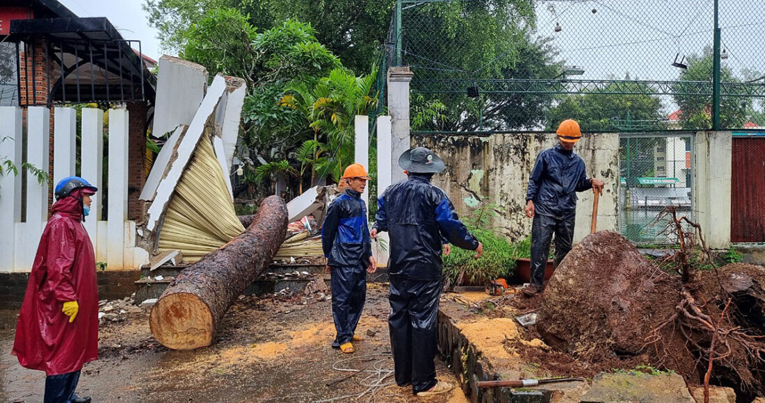 Cơ quan chức năng đang thu dọn cổ thụ bị ngã. Ảnh: Trần Hóa