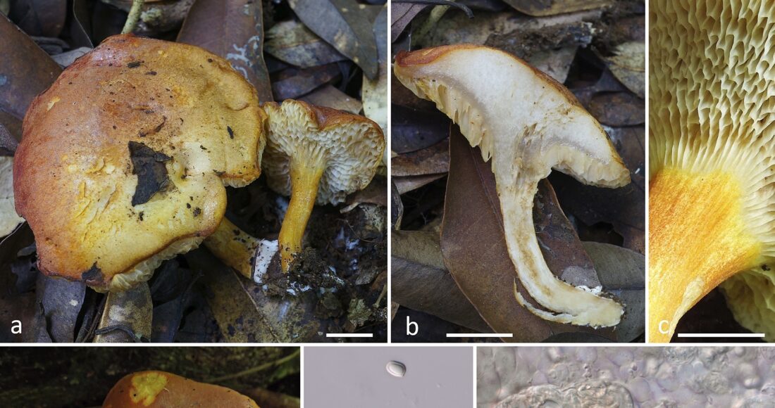 Loài nấm Tylopilus aurantiovulpinus thuộc họ Boletaceae. Ảnh: Nhóm nghiên cứu
