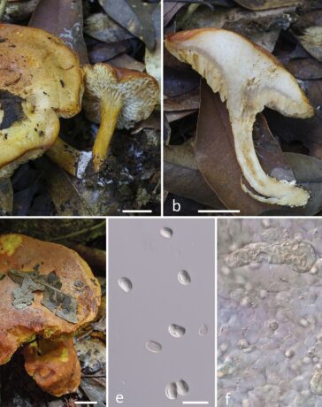 Loài nấm Tylopilus aurantiovulpinus thuộc họ Boletaceae. Ảnh: Nhóm nghiên cứu