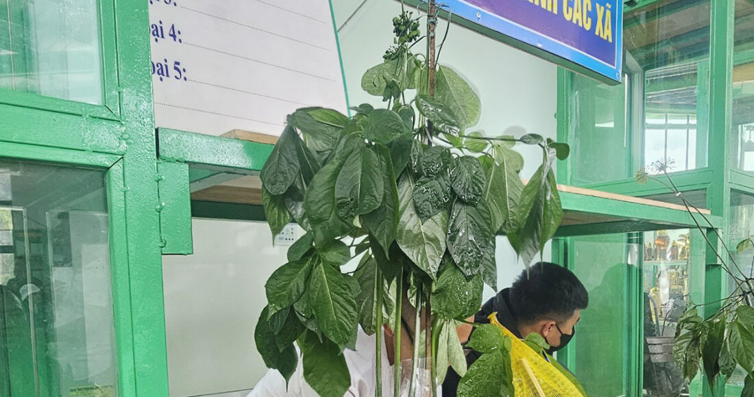 Cây sâm Ngọc Linh nặng 700 gram của anh Toán mang đến chợ rao giá 200 triệu đồng không có người mua, trong khi đó năm trước có giá hơn 400 triệu đồng. Ảnh: Đắc Thành