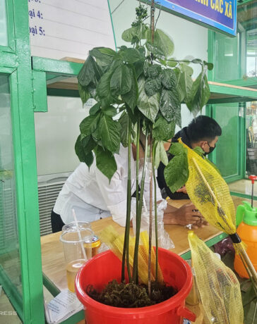 Cây sâm Ngọc Linh nặng 700 gram của anh Toán mang đến chợ rao giá 200 triệu đồng không có người mua, trong khi đó năm trước có giá hơn 400 triệu đồng. Ảnh: Đắc Thành