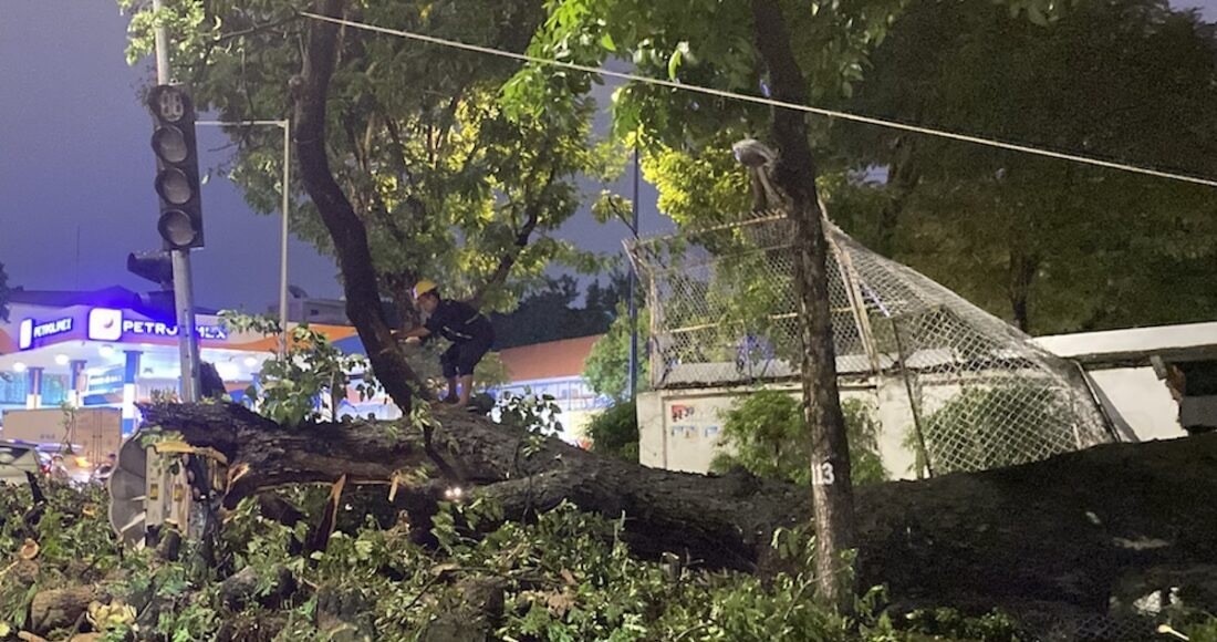 Cây xanh cao gần 15 m ngã làm sập tường, đè trúng một nam thanh niên đang lái xe máy trên đường Lý Chính Thắng, quận 3. Ảnh: Văn Minh