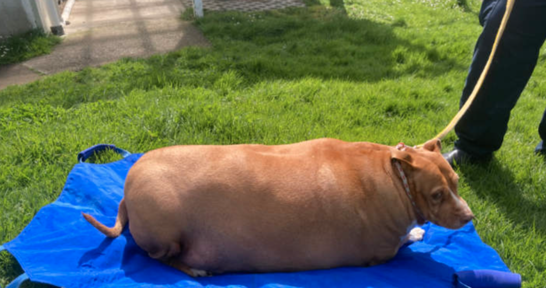 Nuggi khi được nhà chức trách tiếp quản chăm sóc. Ảnh: NZ Herald