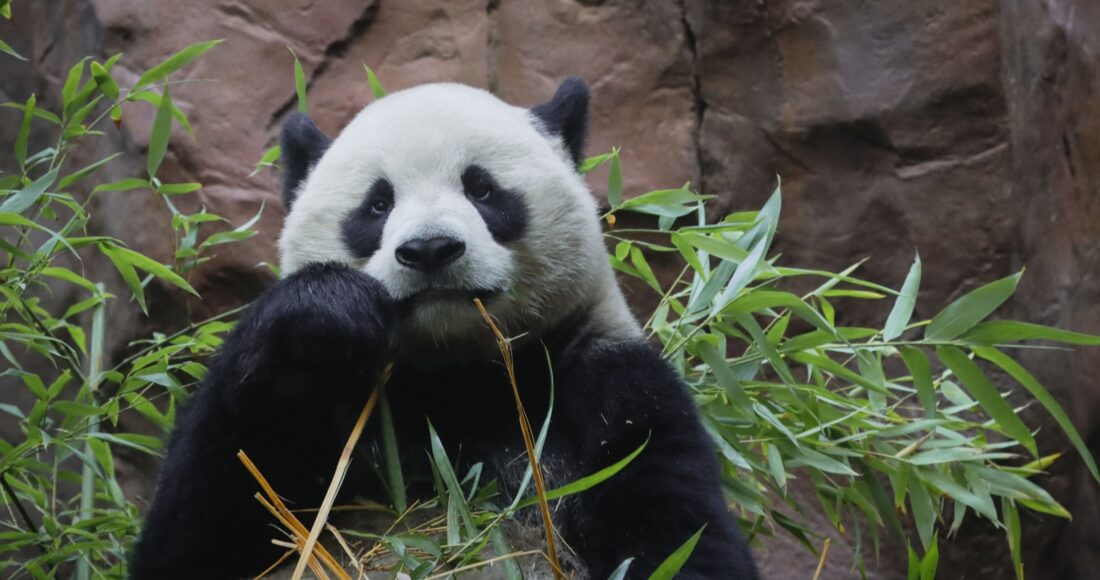 Gấu trúc Yun Chuan tại vườn thú San Diego, California, Mỹ, ngày 8/8. Ảnh: AFP