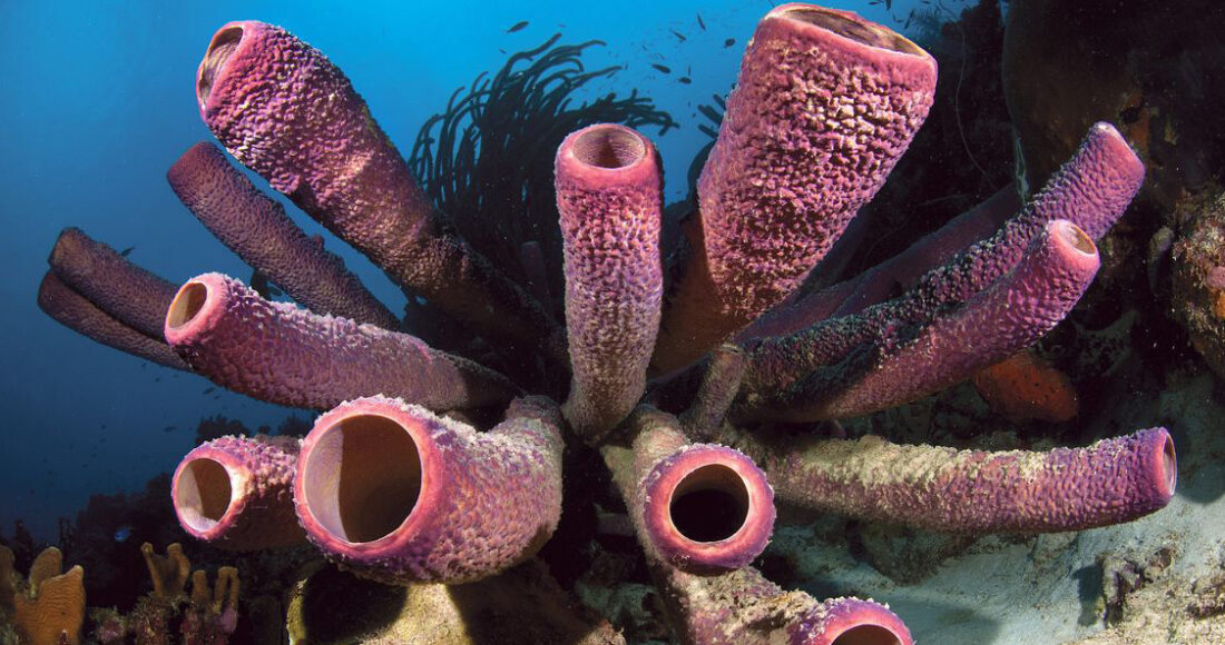 Bọt biển dưới đại dương là một trong những động vật đầu tiên sinh sản hữu tính. Ảnh: Federico Cabello