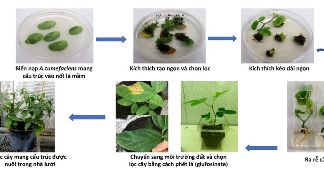 Sơ đồ quy trình chuyển gene trên cây đậu tương của nhóm nghiên cứu Viện Công nghệ Sinh học, Viện Hàn lâm Khoa học Công nghệ Việt Nam. Ảnh: Nhóm nghiên cứu