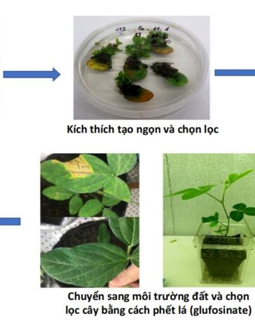 Sơ đồ quy trình chuyển gene trên cây đậu tương của nhóm nghiên cứu Viện Công nghệ Sinh học, Viện Hàn lâm Khoa học Công nghệ Việt Nam. Ảnh: Nhóm nghiên cứu
