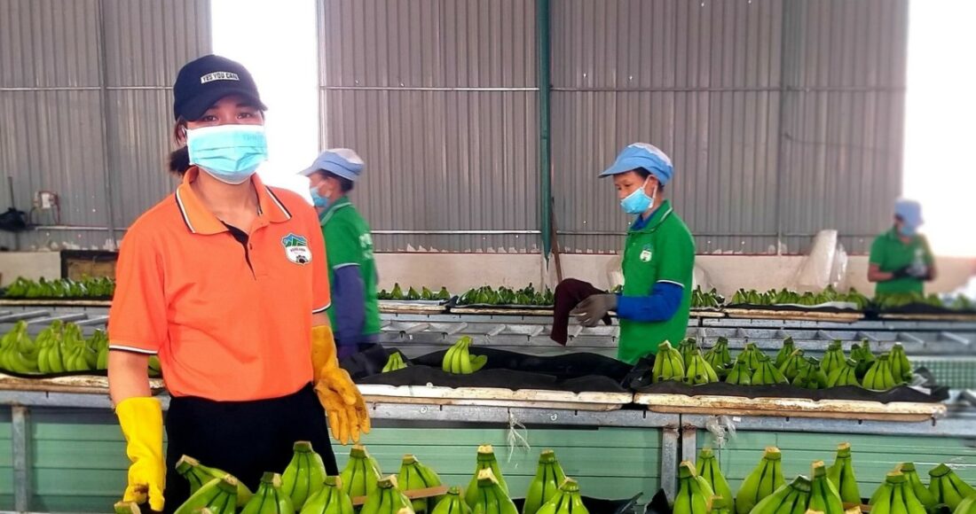 Xưởng sơ chế chuối của Hoàng Anh Gia Lai. Ảnh: Thi Hà