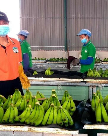 Xưởng sơ chế chuối của Hoàng Anh Gia Lai. Ảnh: Thi Hà