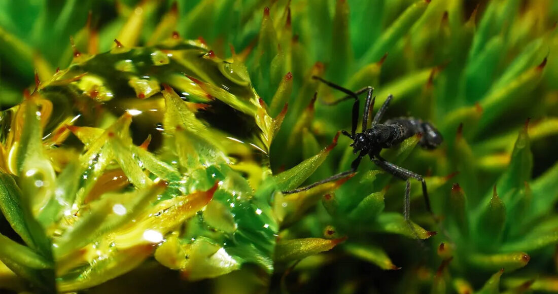 Ruồi nhuế Nam Cực có khả năng sinh tồn trong môi trường lạnh giá. Ảnh: Igor Gvozdovsky