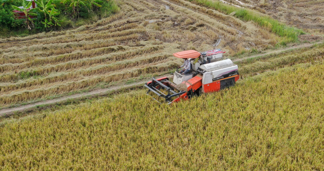 Thu hoạch lúa ở thị trấn Tân Túc (huyện Bình Chánh)ngày 1/9/2021. Ảnh: Quỳnh Trần