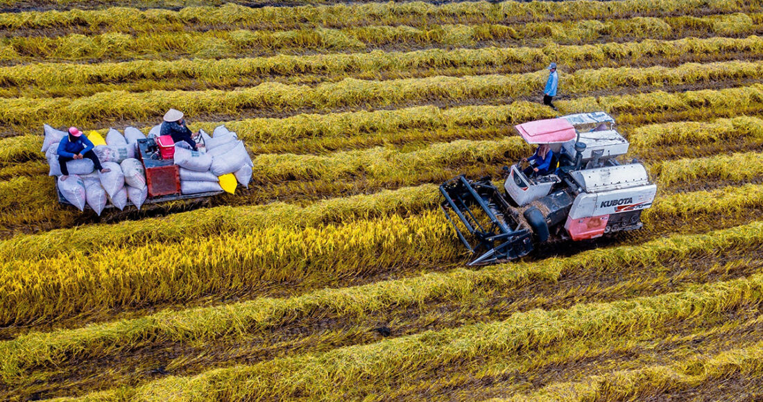 Thu hoạch lúa vụ tại tỉnh Hậu Giang. Ảnh:An Bình