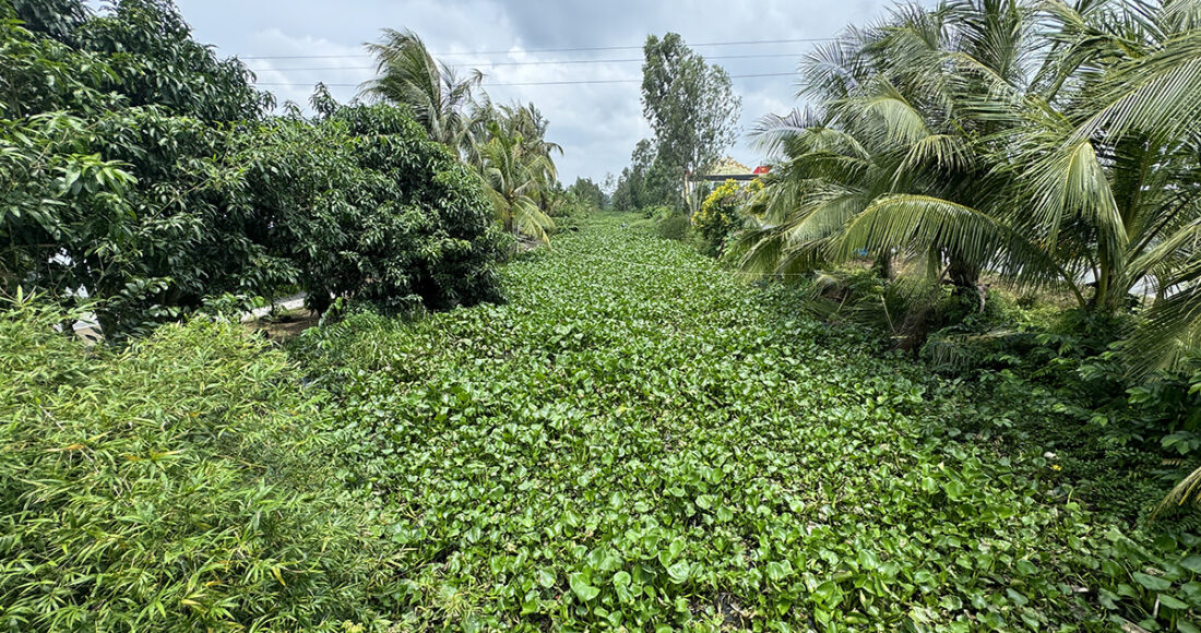 Kênh Lộ Quan chạy qua TX Long Mỹ và huyện Long Mỹ phủ kín lục bình. Ảnh: An Bình