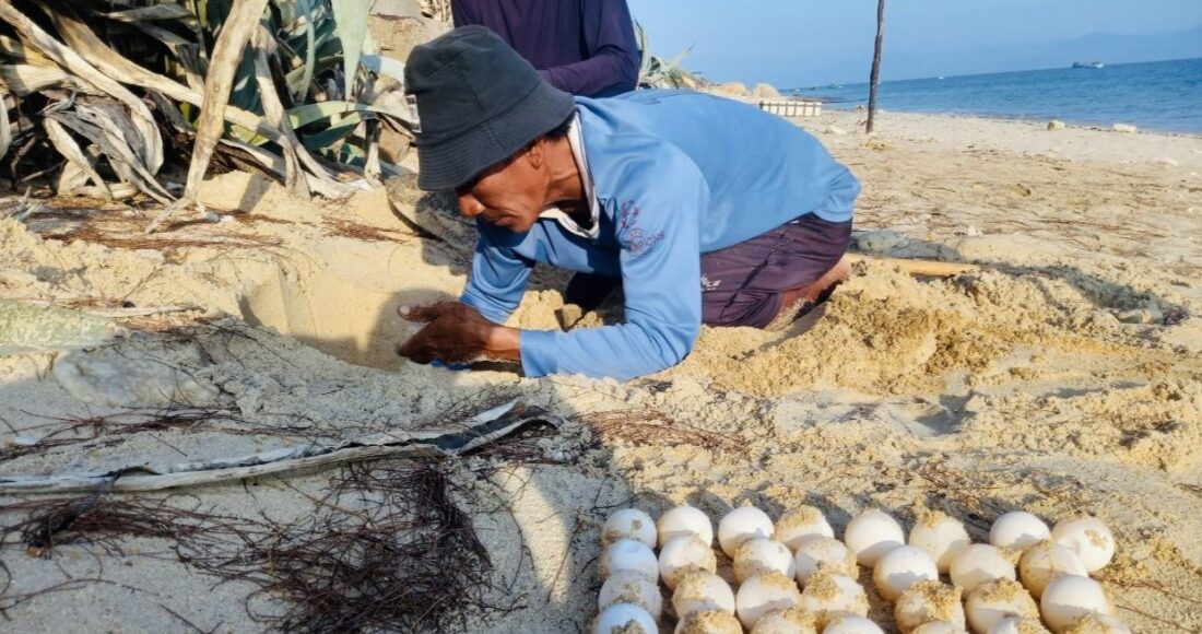 Ông Huỳnh Văn Mãng, tình nguyện viên của khu bảo tồn Hòn Cau đang xếp trứng chuẩn bị đưa về bãi ấp. Ảnh: Yến Phi