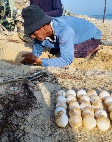Ông Huỳnh Văn Mãng, tình nguyện viên của khu bảo tồn Hòn Cau đang xếp trứng chuẩn bị đưa về bãi ấp. Ảnh: Yến Phi