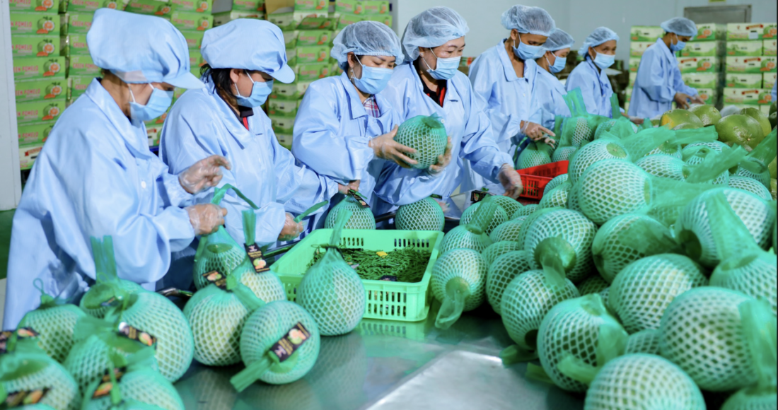 Bưởi được đóng gói và kiểm tra trước khi xuất khẩu. Ảnh: Vina T&T