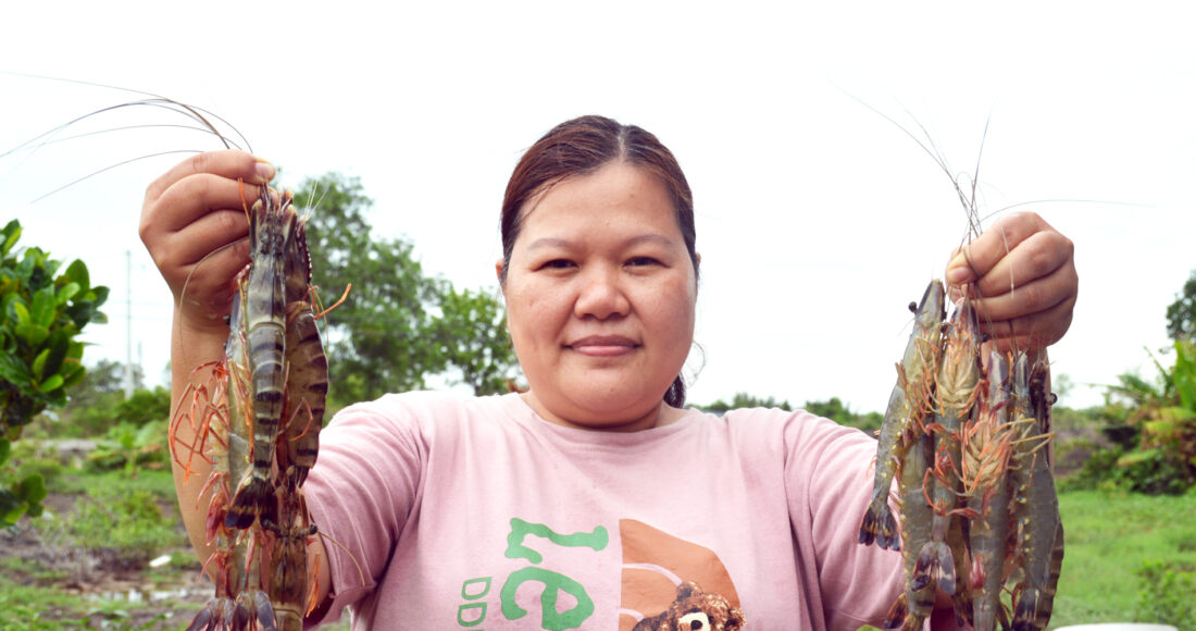 Chị Mai Thị Thùy Trang thu hoạch tôm sú sinh thái tại vuông tôm của gia đình. Ảnh: Chúc Ly