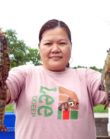Chị Mai Thị Thùy Trang thu hoạch tôm sú sinh thái tại vuông tôm của gia đình. Ảnh: Chúc Ly