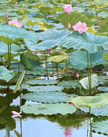 Tranh Mùa sen, kích thước 60x90 cm, chất liệu sơn dầu. Ảnh: Nhân vật cung cấp