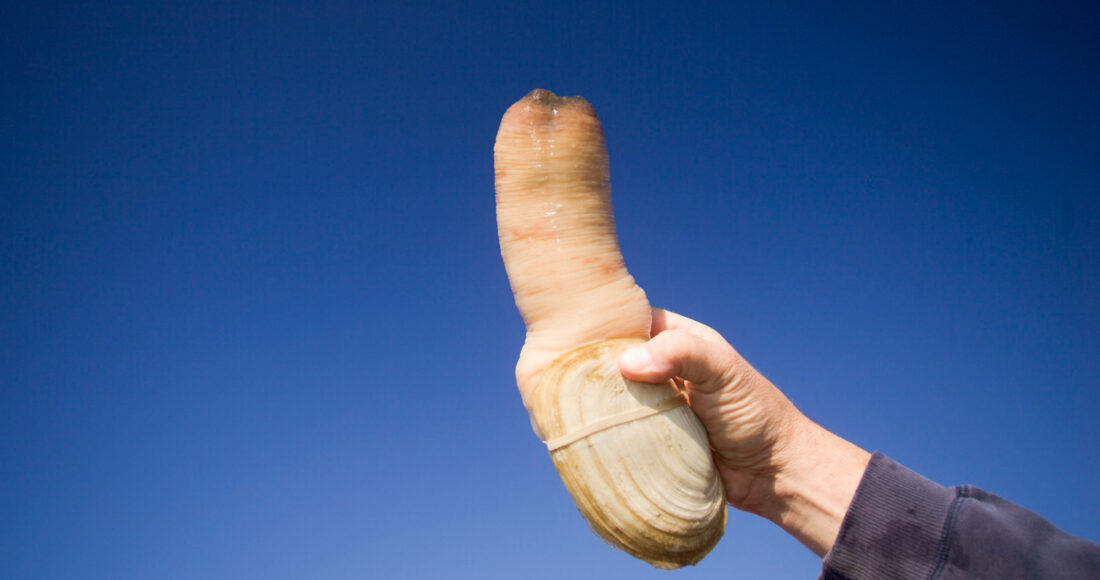 Tu hài Thái Bình Dương thường được coi là món ăn ngon. Ảnh: Natalie Fobes