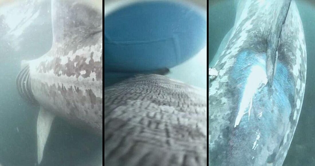 Cá mập phơi nắng kiếm ăn gần bề mặt (trái) va chạm với sống thuyền (giữa), có sơn và vết trầy xước trên lưng (phải). Ảnh: Đại học Bang Oregon