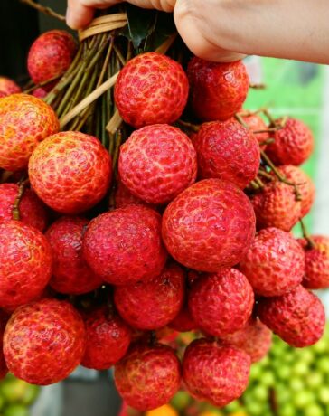 Vải thiều tại cửa hàng trái cây trên đường Lê Đức Thọ (Gò Vấp) hồi tháng 5. Ảnh: Thi Hà