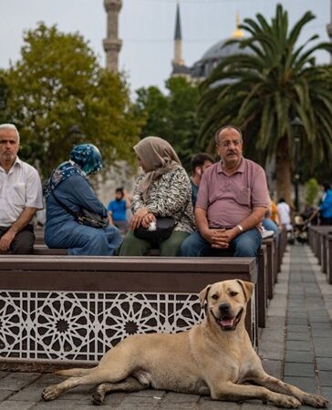 Một con chó hoang ở trước Nhà thờ Hồi giáo Sultan Ahmed ở Istanbul. Ảnh: Al-Monitor