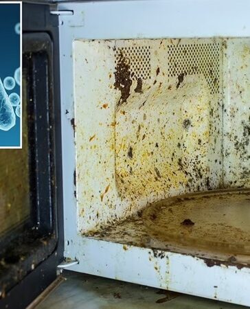 Nhóm nghiên cứu khuyến cao vệ sinh lò vi sóng thường xuyên để ngăn vi khuẩn phát triển. Ảnh: Chost Bear