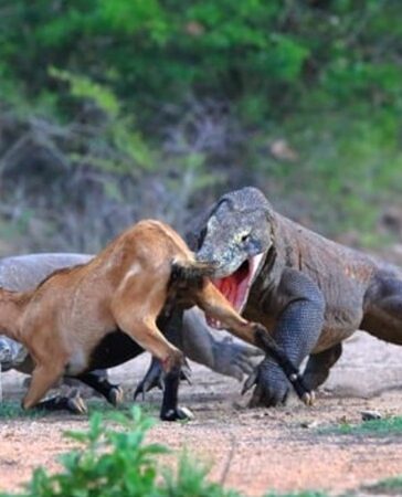 Rồng komodo săn gần như mọi con mồi. Ảnh: RTE