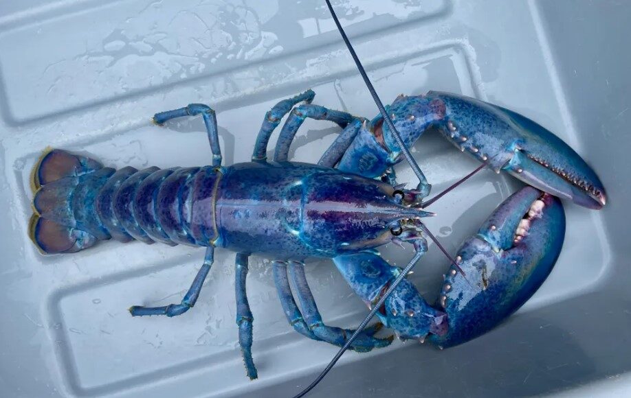 Con tôm hùm kẹo bông mà Joseph Kramer bắt được. Ảnh: Trung tâm khoa học ven biển