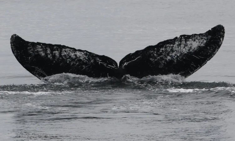 Thùy đuôi của Old Timer do Adam Pack chụp hôm 29/7 ở eo biển Frederick. Ảnh: Adam Pack