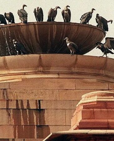 Kền kền đậu trên đài phun nước ở New Delhi. Ảnh: AFP