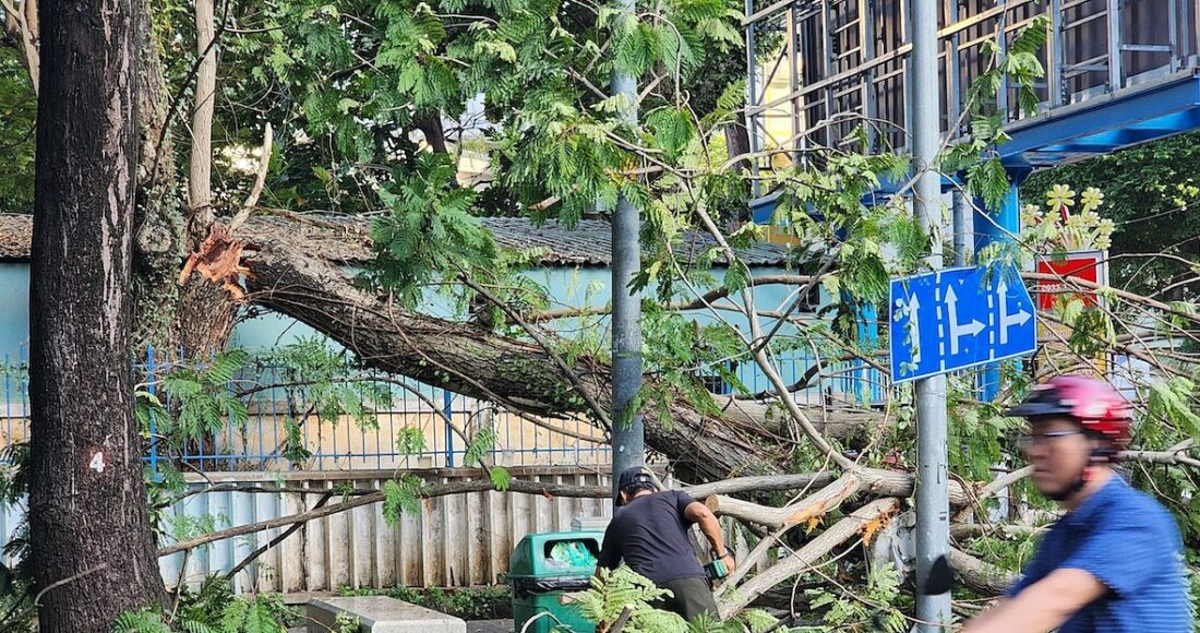 Nhánh cây gãy dài gần chục mét chắn ngang đường Võ Văn Tần, quận 3. Ảnh: Đình Văn