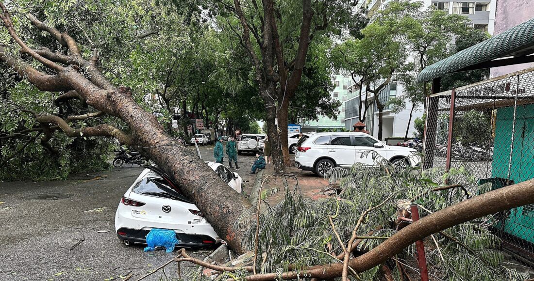 Xà cừ bật gốc đè bẹp ô tô ở trước toà VP5 bán đảo Linh Đàm, phường Hoàng Liệt, quận Hoàng Mai, Hà Nội, chiều 6/9. Ảnh: Hoàng Phong