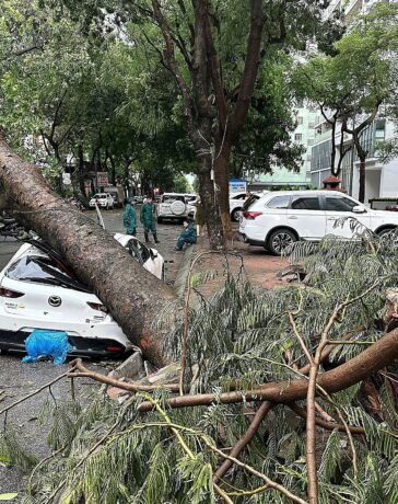 Xà cừ bật gốc đè bẹp ô tô ở trước toà VP5 bán đảo Linh Đàm, phường Hoàng Liệt, quận Hoàng Mai, Hà Nội, chiều 6/9. Ảnh: Hoàng Phong